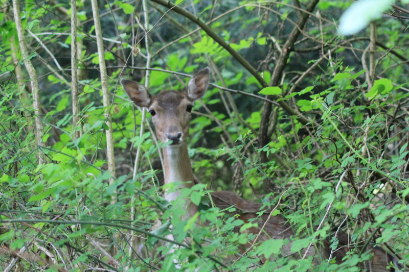 Photograph of Fallow Deer